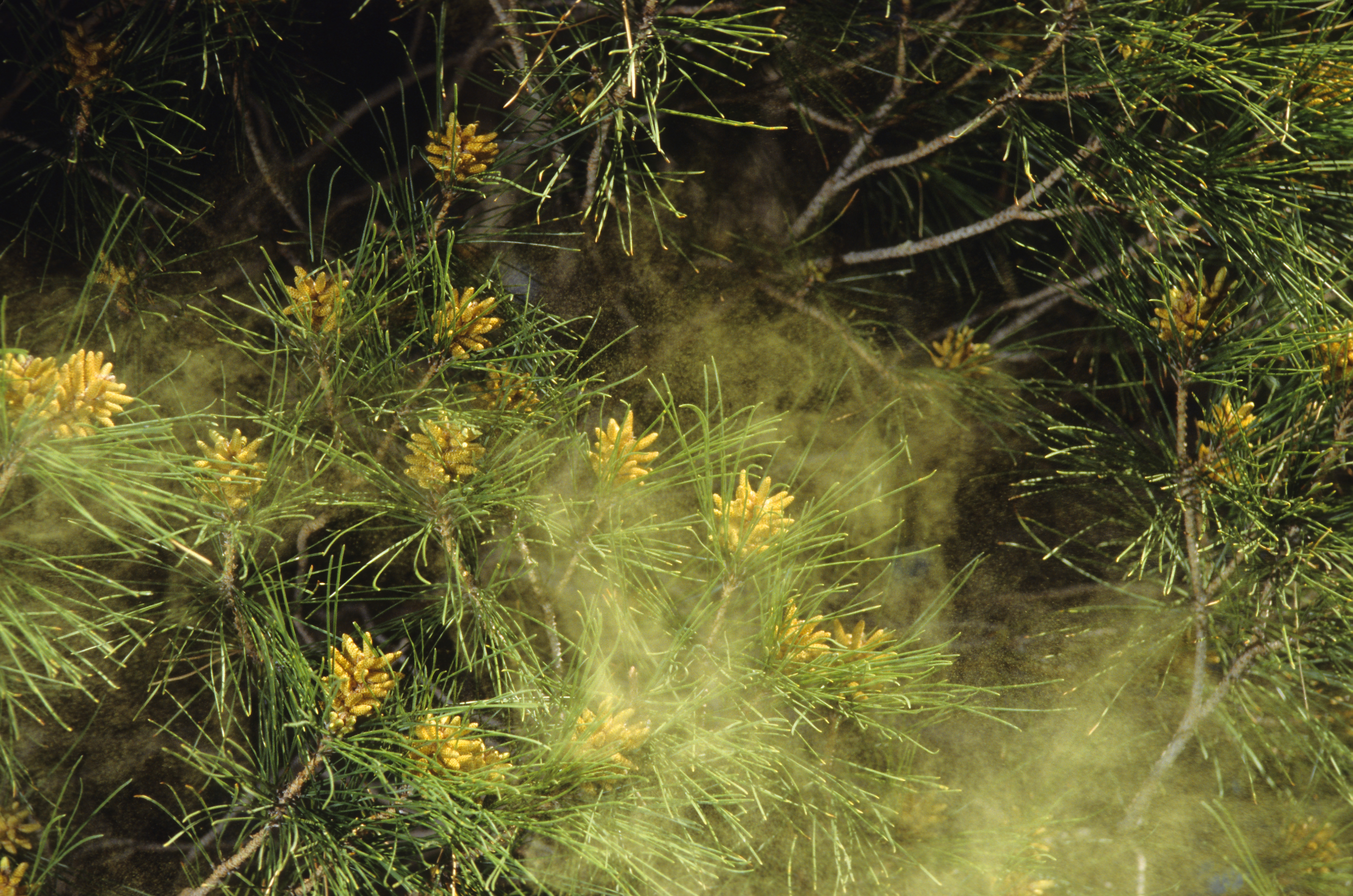 Close-up of pine branch releasing golden pollen among green needles