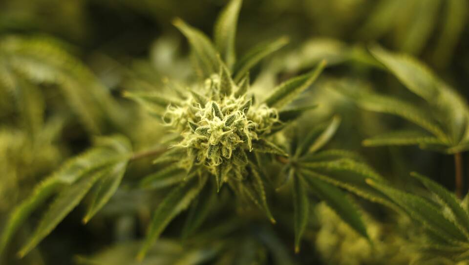 Cannabis Marijuana