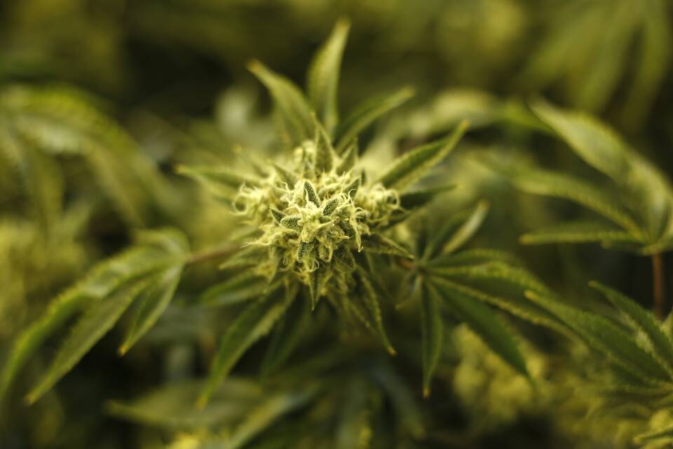 Cannabis Marijuana