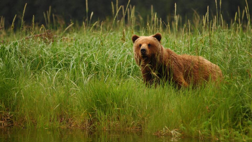 Fortress of the Bears