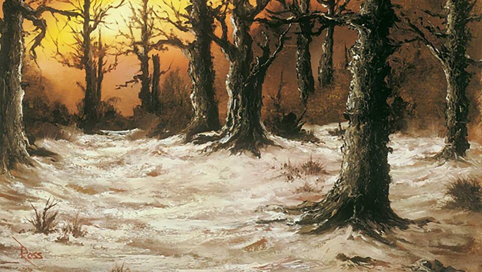 Rustic Winter Woods