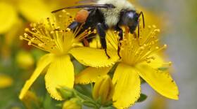 Pollinator Decline
