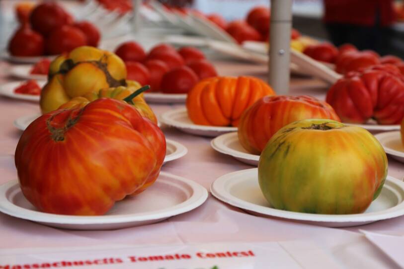 Gigantic heirloom tomatoes sit on paper plates.