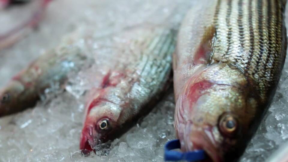 The Fish Episode, Y’all