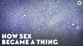How Sex Became A Thing