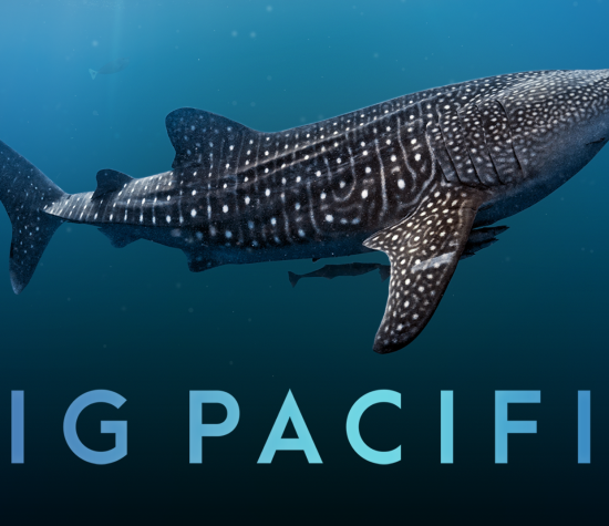Big Pacific