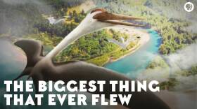 The Biggest Thing That Ever Flew