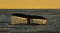 New England Right Whale tail sticking out of the ocean with water dripping off of it. There is a yellowish sky that looks like sunset.