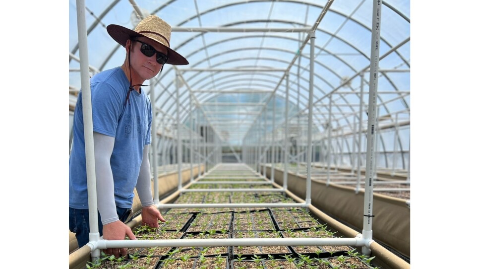 A man in a greenhouse holding a tray of cannabis plant seedlings.