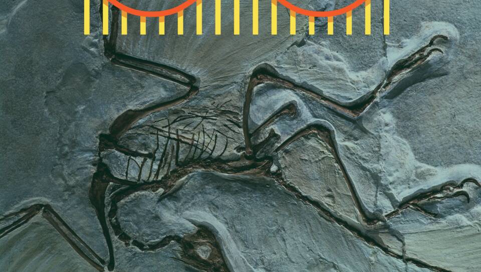 Fossil casting of <em>Archaeopteryx</em>, a therapod dinosaur that lived during the Late Jurassic period (around 150 million years ago). Many fossils of <em>Archaeopteryx</em> include impressions of feathers.