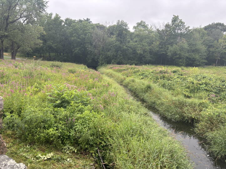 A river going through tall grass on a gray day.