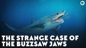 The Strange Case of the Buzzsaw Jaws