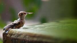 Now streaming: Nature