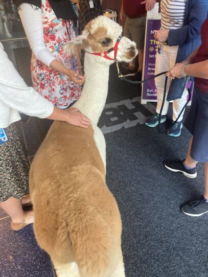 An alpaca stands in a building lobby, being pet by many people