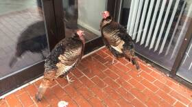 revere beach turkeys.jpg
