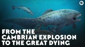From the Cambrian Explosion to the Great Dying
