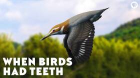 When Birds Had Teeth