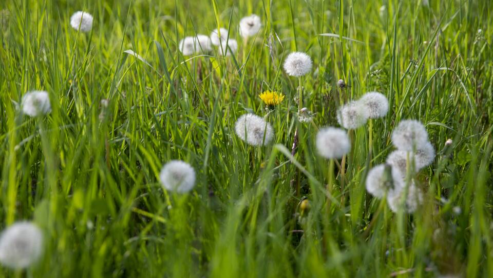 Tall grass with dandelions growing in it.