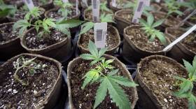 Legal Marijuana Massachusetts