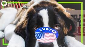 Should we make voting mandatory?