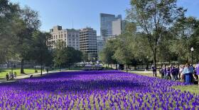 Thousands of purple flags are planted in an open green space on the Boston Common