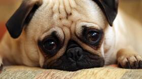 Sad Pug Puppy