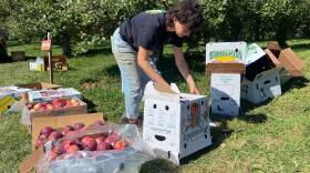 Sarah Bluestein, volunteer coordinator at Rachel's Table of Western Massachusetts, packs apples at Quon-Quont Farm in Whately on Oct. 10, 2024.