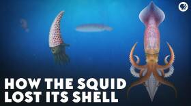 How the Squid Lost Its Shell