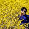 A woman stands in a field of yellow flowers, holding a cell phone.