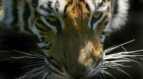 Franklin Park Zoo Baby Shower Event