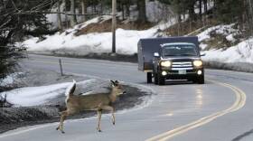 Oregon Roadkill