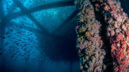 reef_web.jpg