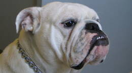 bulldog.jpg