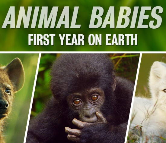 Animal Babies: First Year on Earth