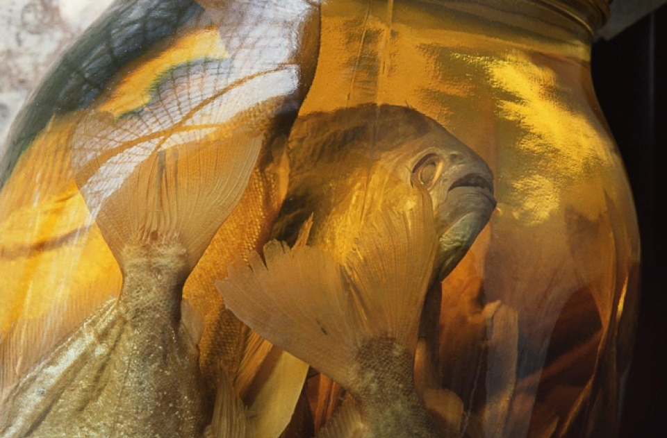 Rosamond Purcell's "Piranha, Museum of Comparative Zoology, Harvard University" depicts several fish encased in what appears to be amber