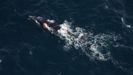 An aerial survey team spotted North Atlantic right whale Catalog #5132 entangled in fishing gear off the coast of North Carolina on Dec. 16, 2024. Federal officials say the young male, who has several lines crossing over and wrapping his head and mouth, is likely to die from his injuries.