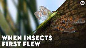 When Insects First Flew