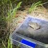 A small green-gray toad sits on a digital scale in a grassy area.
