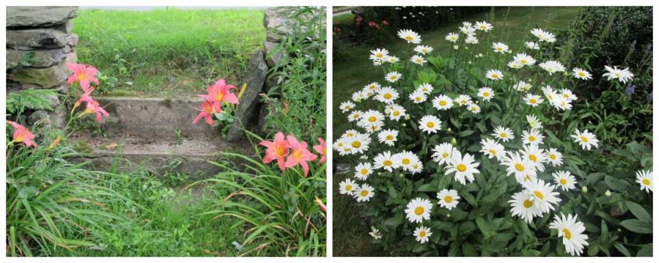 sakonnet farm flowers