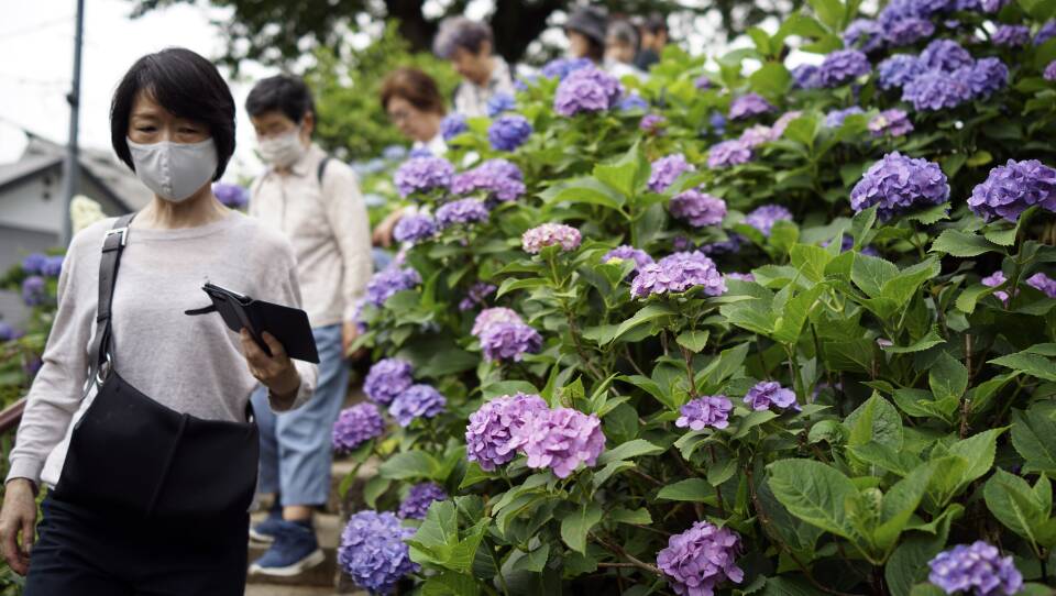 A woman wearing a mask walks past a bush of flowering purple blooms.