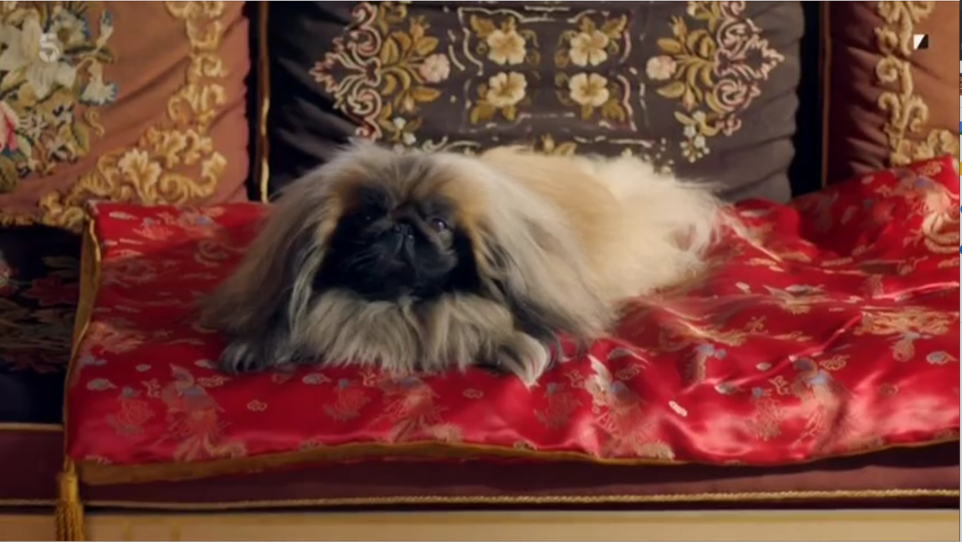 Tricki Woo, a small fluffy dog, reclines on a fancy sofa