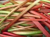 rhubarb.jpeg
