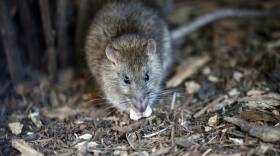 rats.jpg