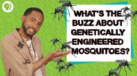 Can Genetically Engineered Mosquitoes Help Fight Disease?