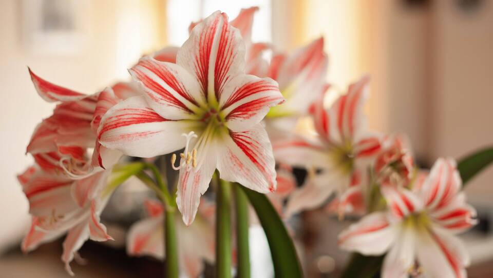 Close-up of a blooming amaryllis plant
