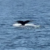 A whale tail comes up from the  blue ocean water.