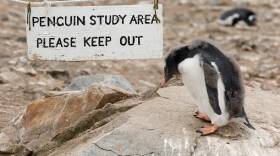 Apply now to work at the British base in Port Lockroy, Antarctica, and young Gentoo penguins like this one could be your Goudier Island neighbors.