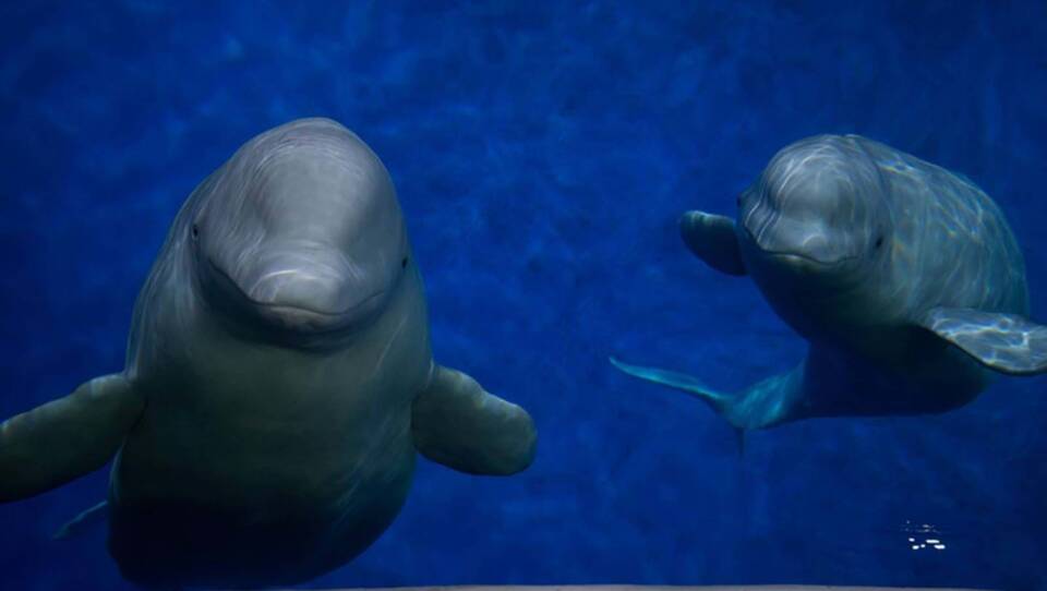 Two beluga whales have completed their long and complicated journey from China to Iceland.
