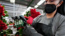 A woman wearing an apron, heavy gloves and a mask examines a rose in a warehouse full of bright red roses