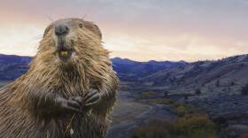 Want to Solve Wildfires and Drought? Leave it to BEAVERS!